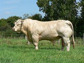280px-Taureau_charolais[1]
