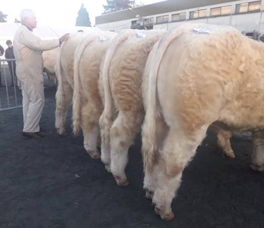 Peut tre une image de 4 personnes et animal